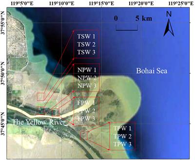 Soil organic carbon stabilization and associated mineral protection in typical coastal wetlands under different hydrologic conditions
